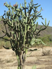 Opuntia auberi