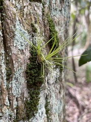 Tillandsia setacea