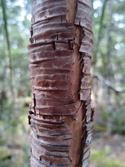 Dracophyllum traversii