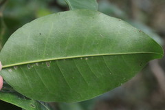 Acronychia oblongifolia
