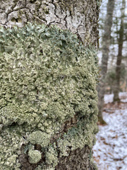 Punctelia appalachensis