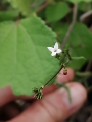 Oldenlandia herbacea