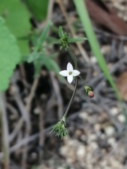 Oldenlandia herbacea