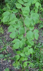 Rubus idaeus idaeus