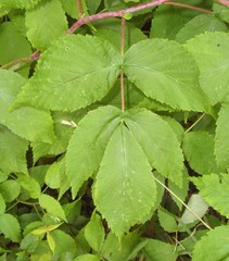 Rubus idaeus idaeus