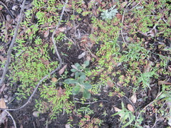 Brachiaria bemarivensis