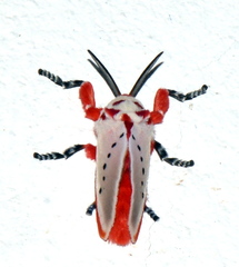 Trosia nigropunctigera