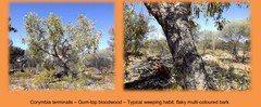 Corymbia terminalis