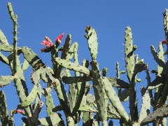 Opuntia auberi