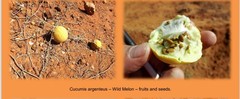 Cucumis argenteus