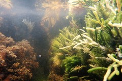 Apjohnia laetevirens