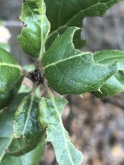 Tetraleurodes perileuca