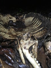 Euphractus sexcinctus