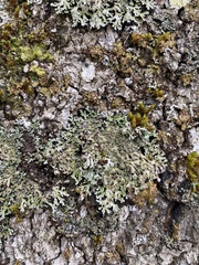 Physconia grumosa
