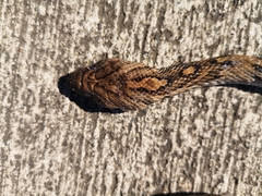 Trimorphodon quadruplex