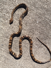 Trimorphodon quadruplex