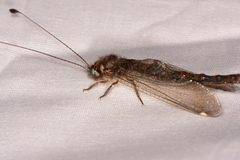 Ululodes quadripunctatus