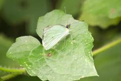 Leptophobia aripa balidia
