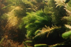 Apjohnia laetevirens