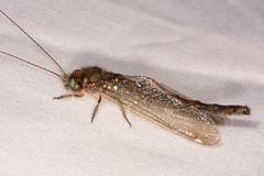 Ululodes quadripunctatus