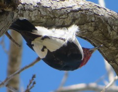 Melanerpes erythrocephalus