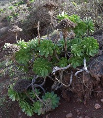 Aeonium lancerottense