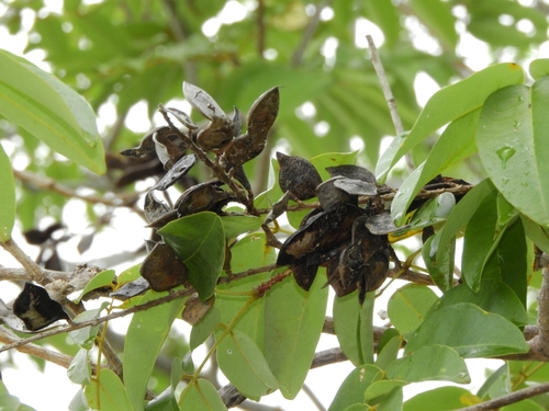 Leptolobium nitens observed 2020-12-28