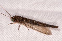 Ululodes quadripunctatus