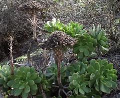 Aeonium lancerottense