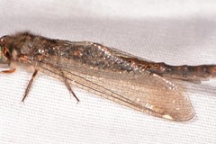 Ululodes quadripunctatus