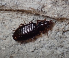Plochionus timidus