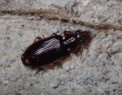 Plochionus timidus