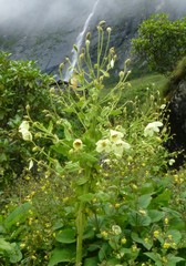 Meconopsis paniculata