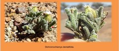 Dichromochlamys dentatifolia