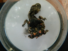 Acanthochelys spixii