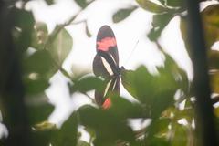 Heliconius erato