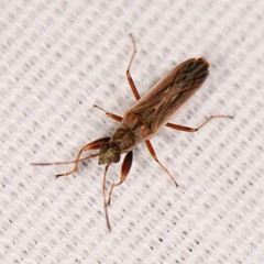 Paromius longulus