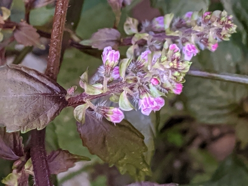 Perilla frutescens