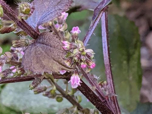 Perilla frutescens
