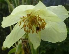 Meconopsis paniculata