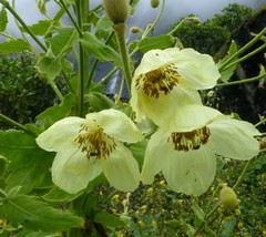 Meconopsis paniculata