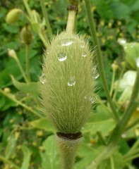 Meconopsis paniculata