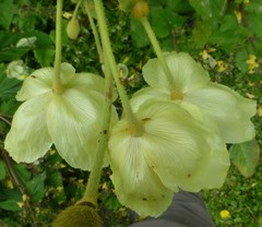 Meconopsis paniculata