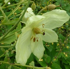 Meconopsis paniculata