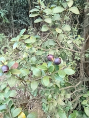 Syzygium buxifolium