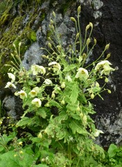 Meconopsis paniculata