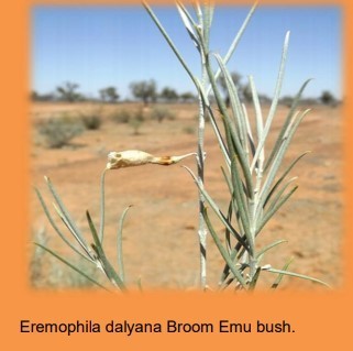 gidgee fuchsia bush (Eremophila dalyana)