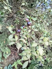 Syzygium buxifolium
