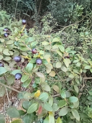 Syzygium buxifolium