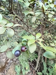 Syzygium buxifolium